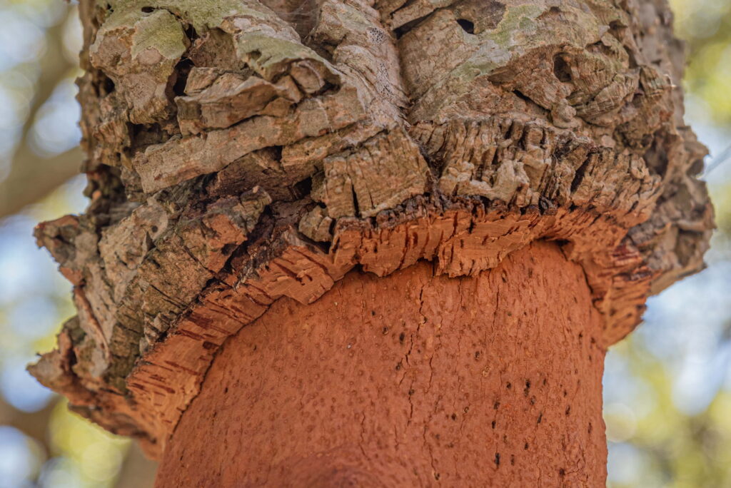 cork bark on cork tree
